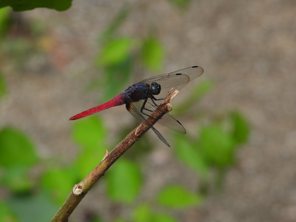 Crimson-tailed Marsh Hawk - ML646292077