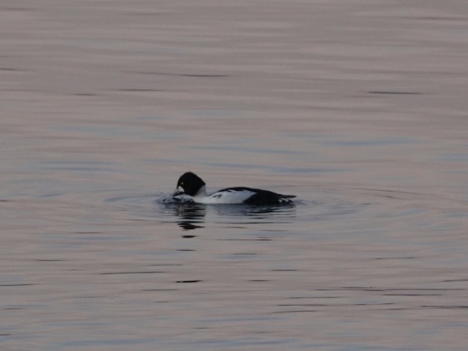 Common Goldeneye - ML646292079