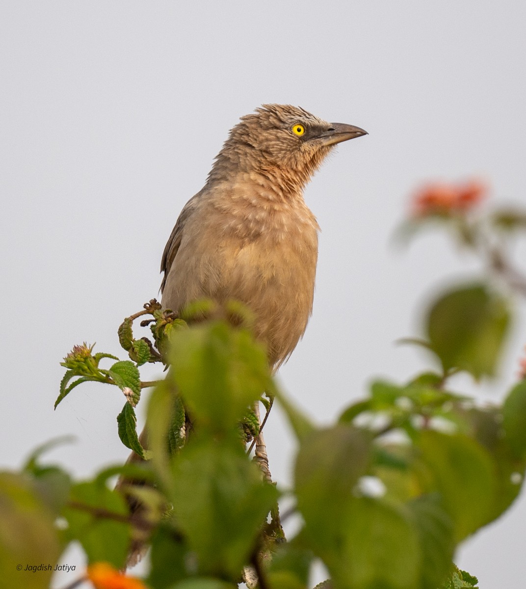 Large Gray Babbler - ML646292080