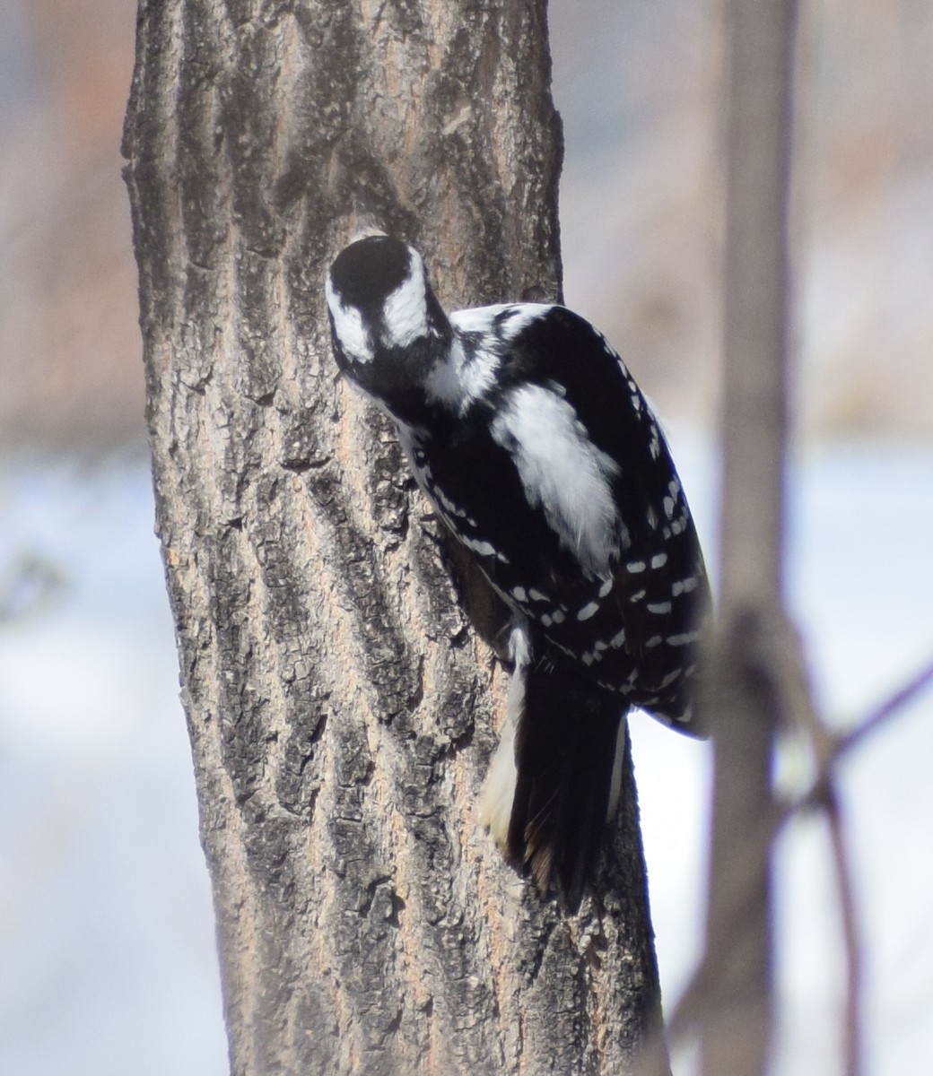 Hairy Woodpecker - ML646292081