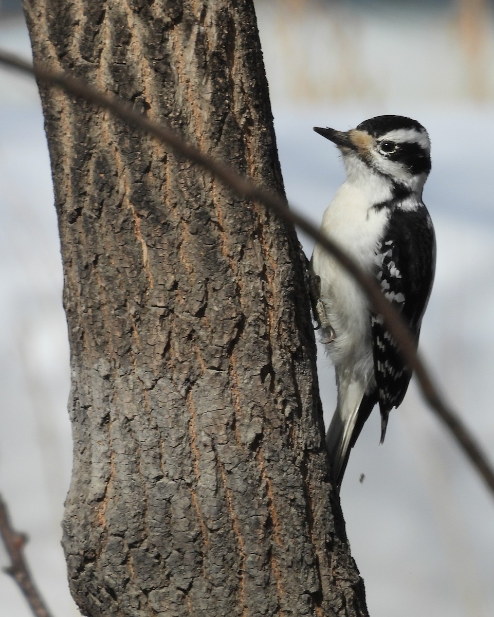 Hairy Woodpecker - ML646292082