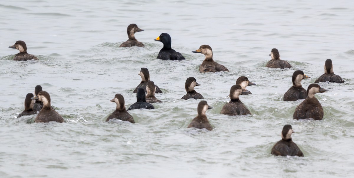 Black Scoter - ML646292083