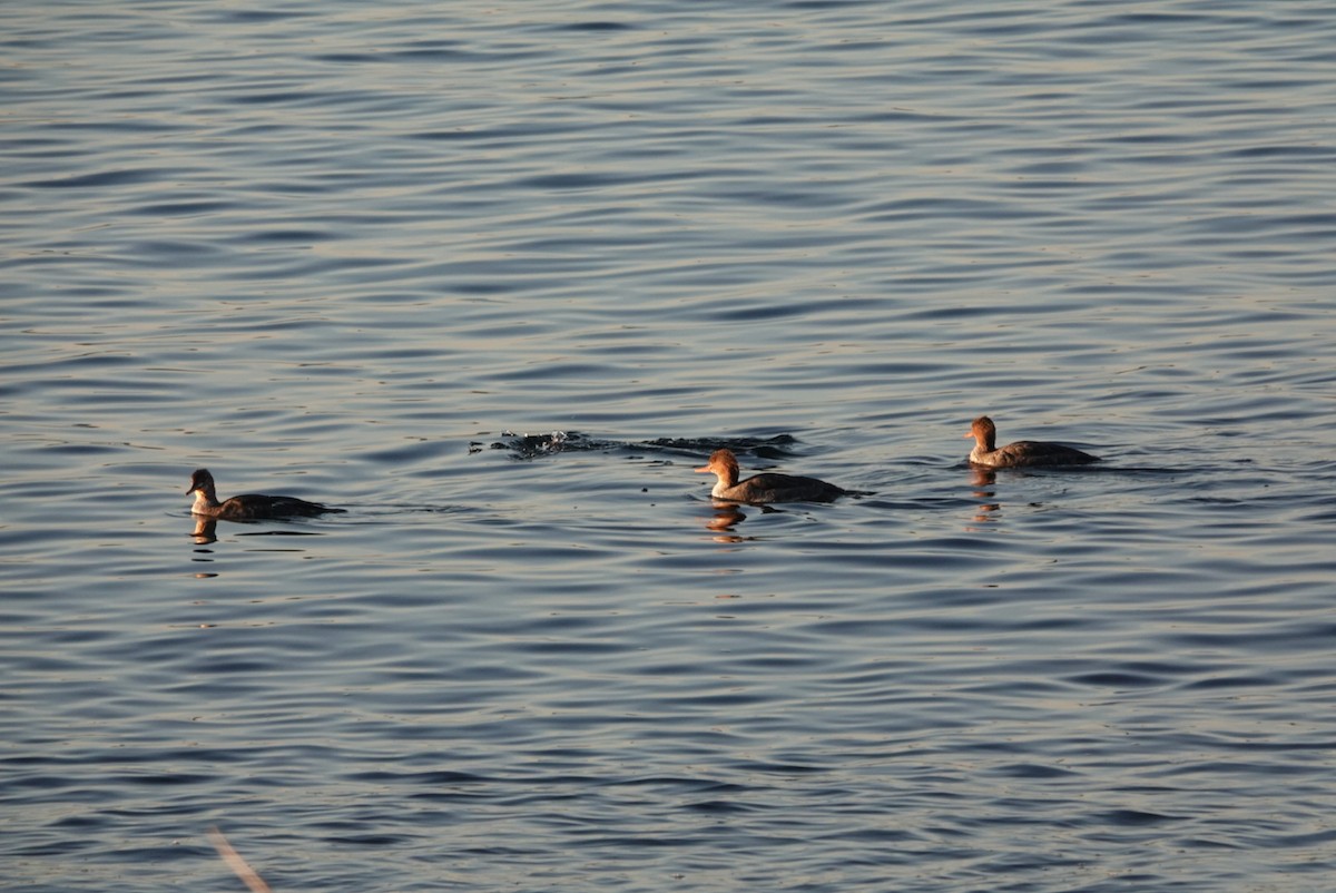 Red-breasted Merganser - ML646292084