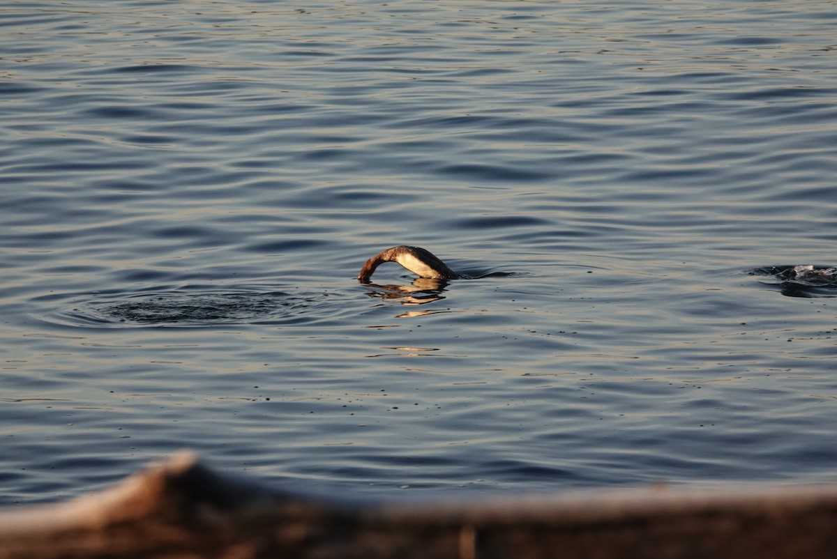 Red-breasted Merganser - ML646292085