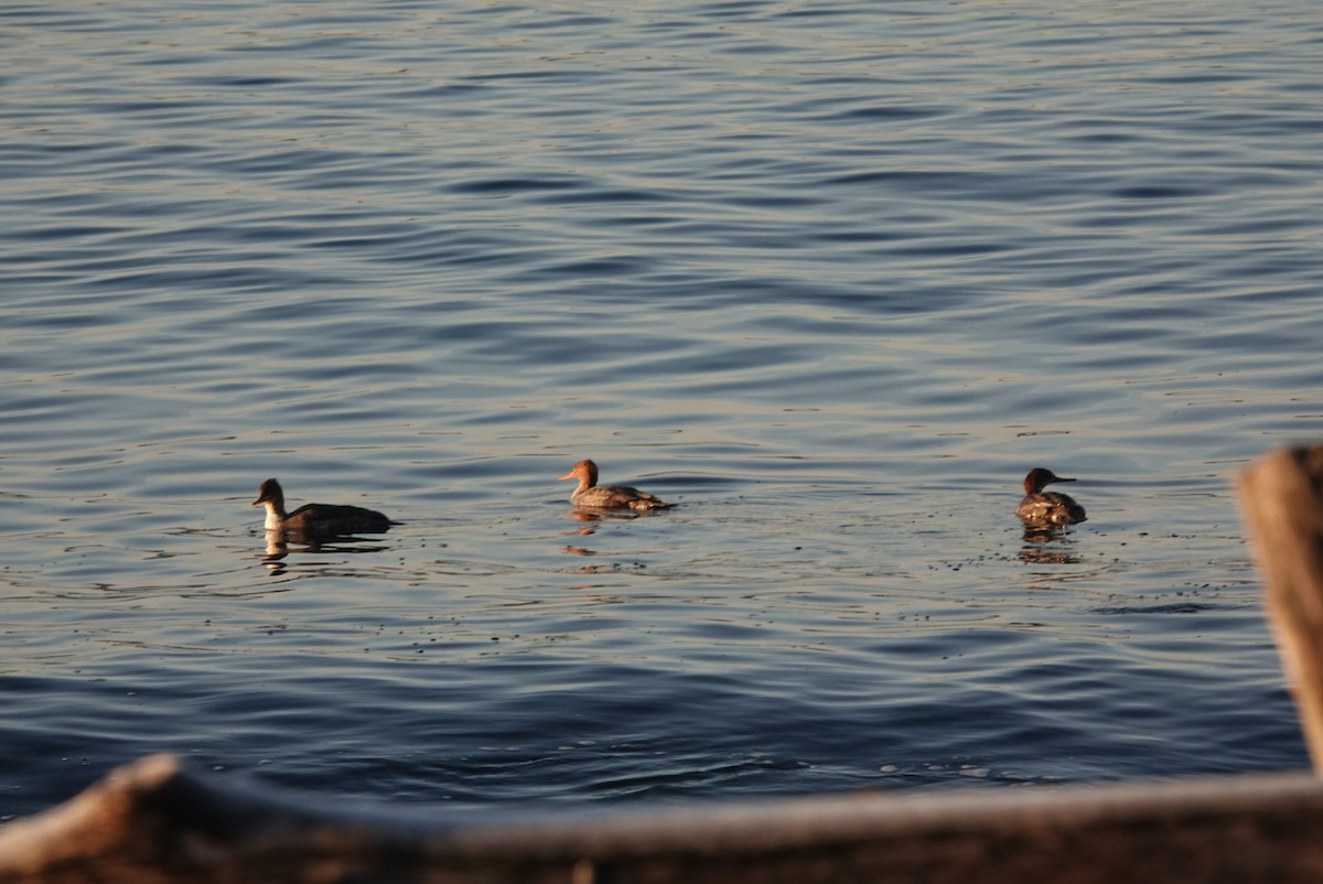 Red-breasted Merganser - ML646292086