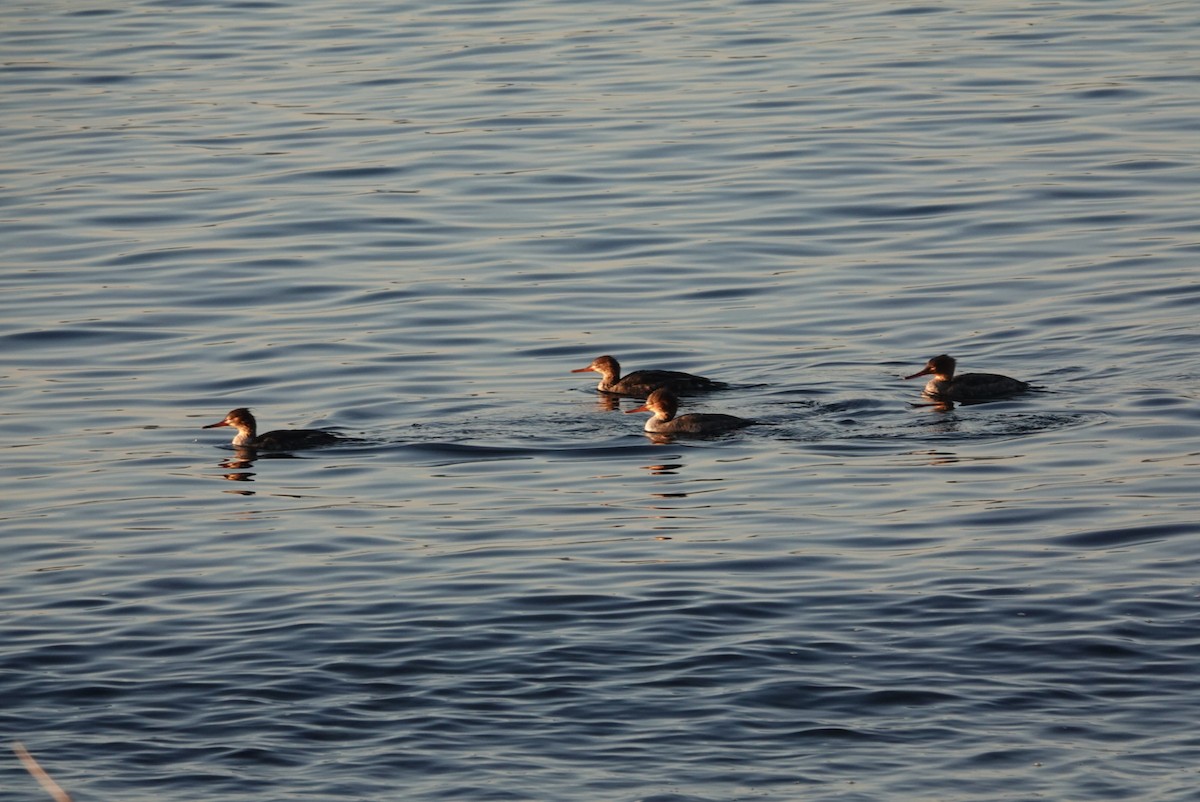 Red-breasted Merganser - ML646292087