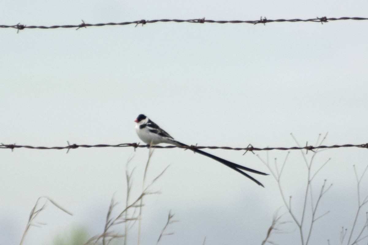 Pin-tailed Whydah - ML646292088