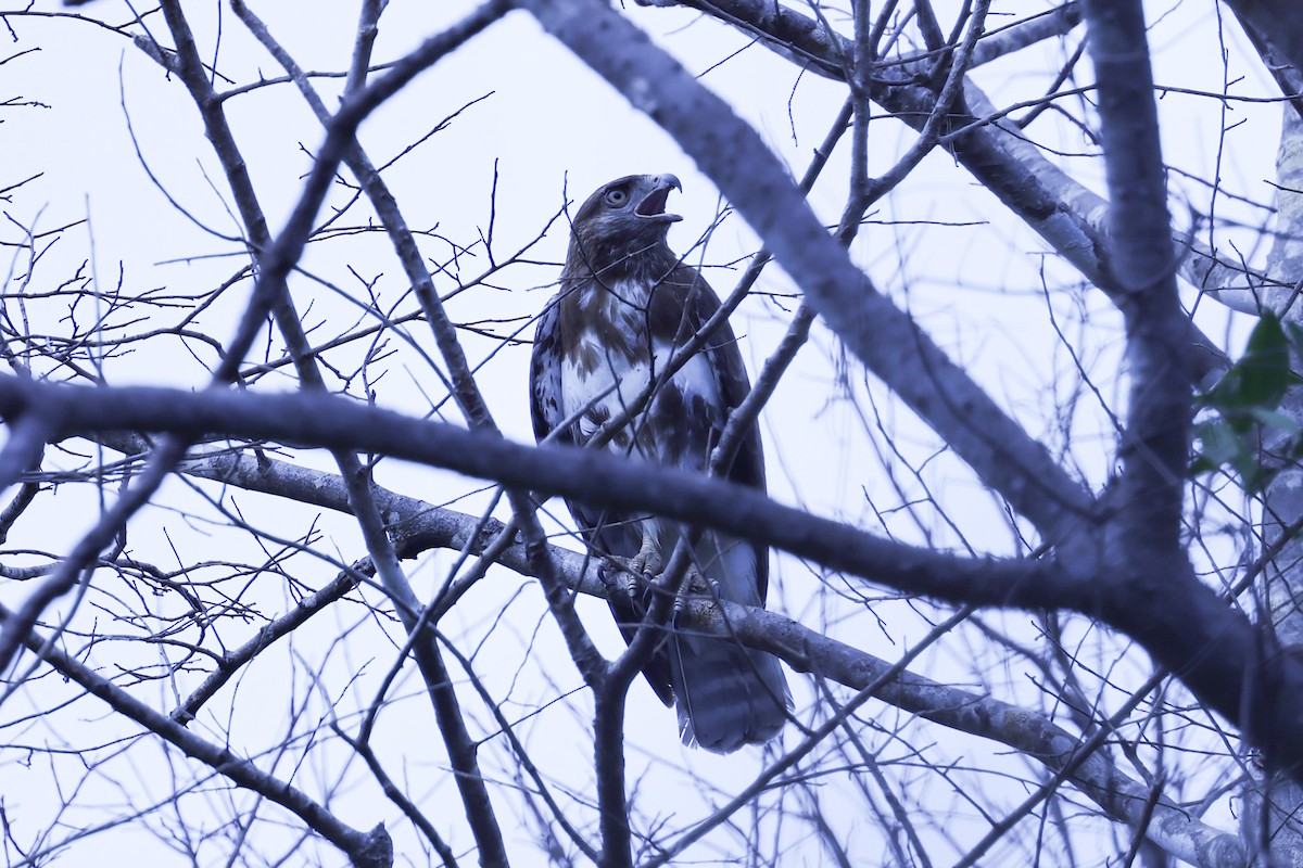 Madagascar Buzzard - ML646292089