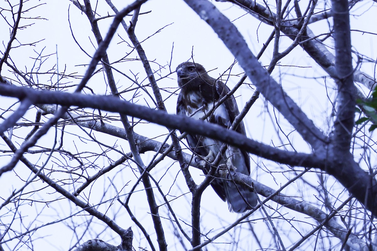 Madagascar Buzzard - ML646292090