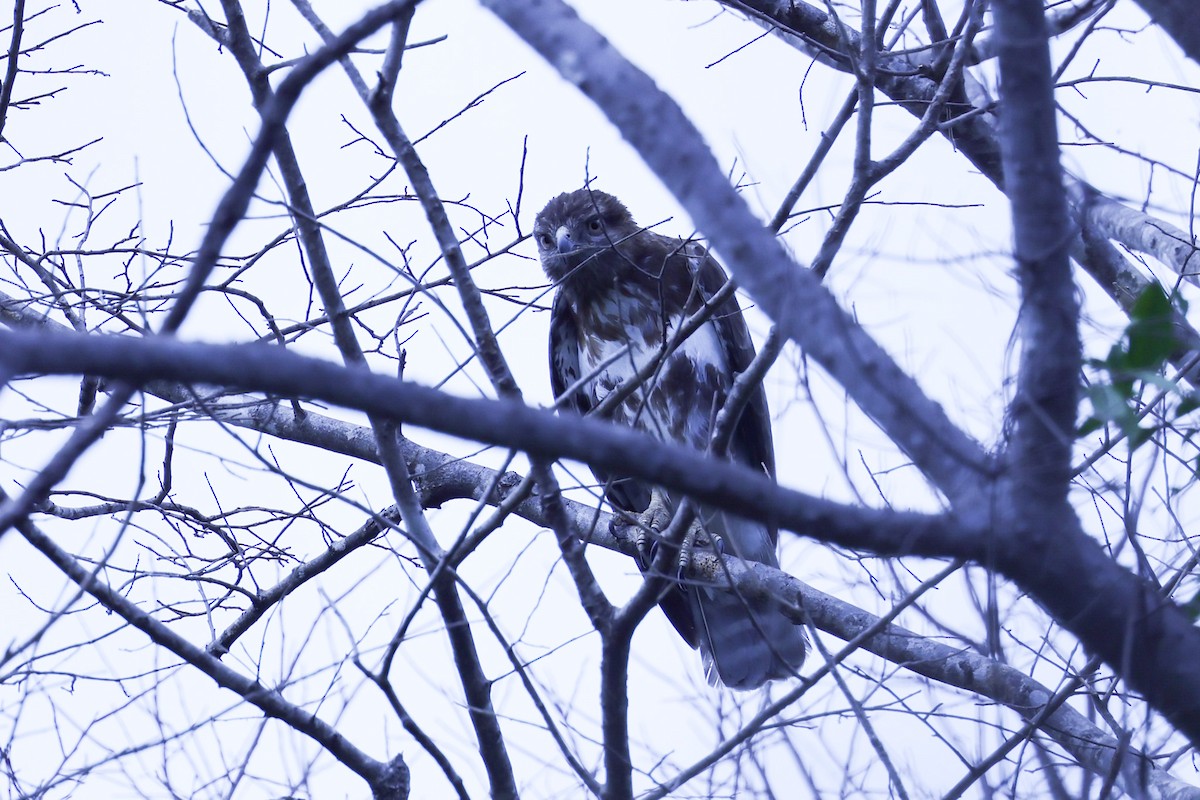 Madagascar Buzzard - ML646292091