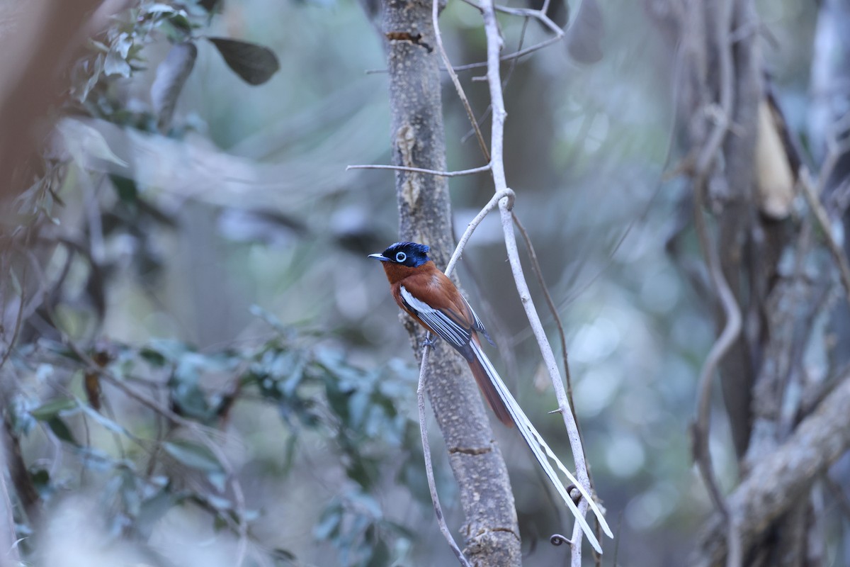 Malagasy Paradise-Flycatcher (Malagasy) - ML646292094