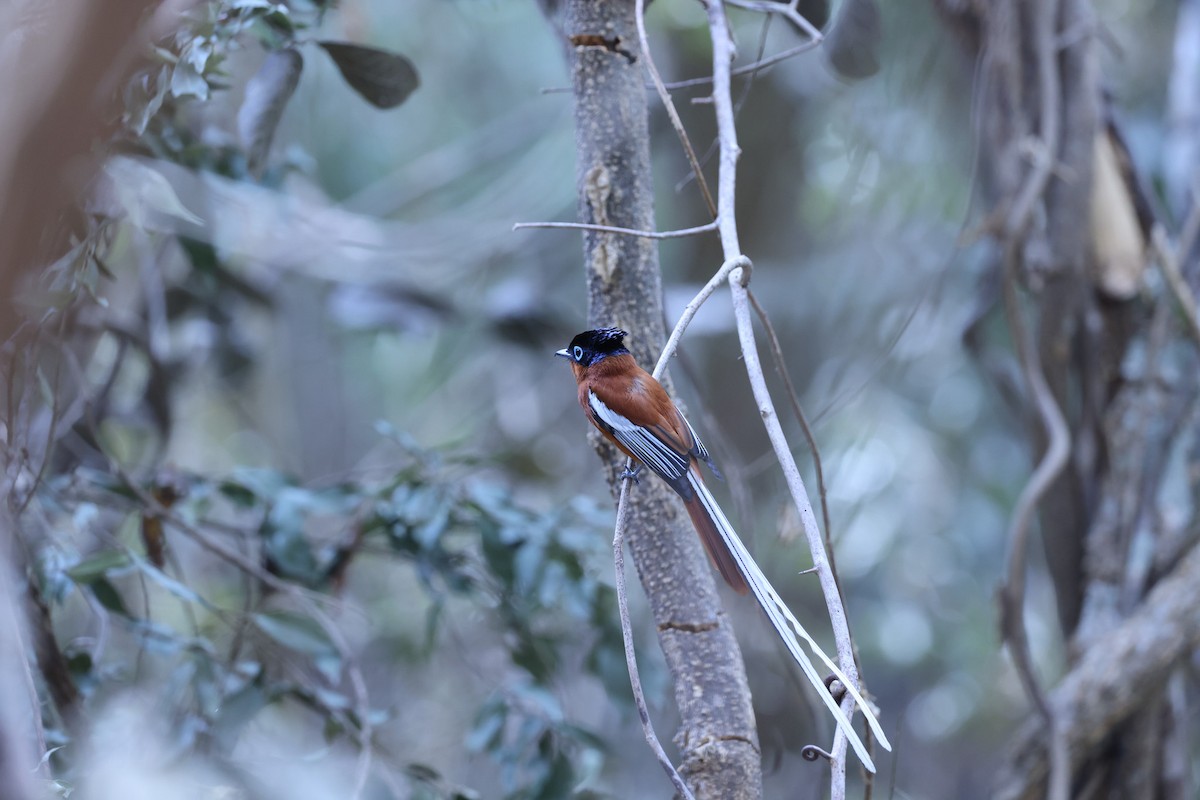 Malagasy Paradise-Flycatcher (Malagasy) - ML646292095
