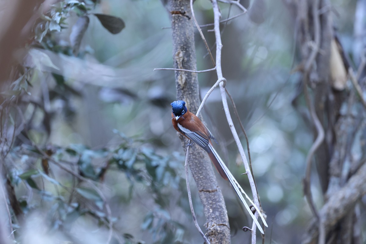 Malagasy Paradise-Flycatcher (Malagasy) - ML646292096