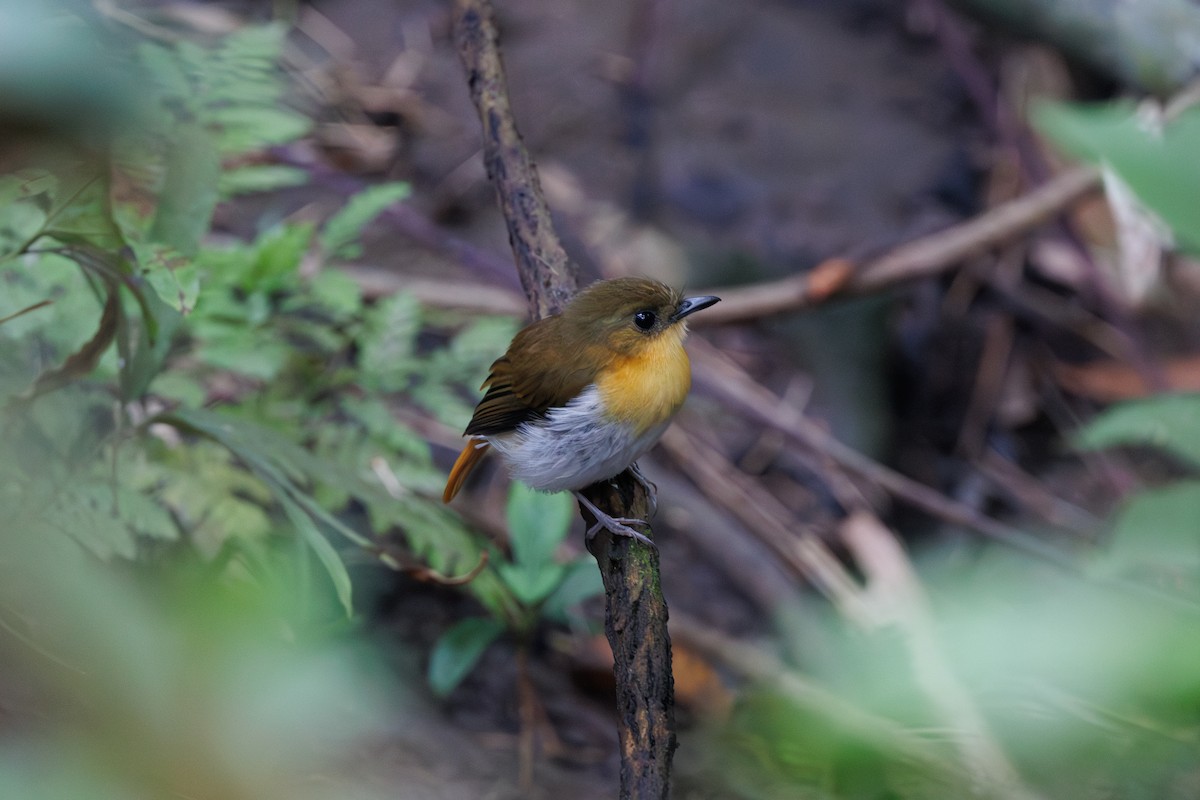 Palawan Flycatcher - ML646292097