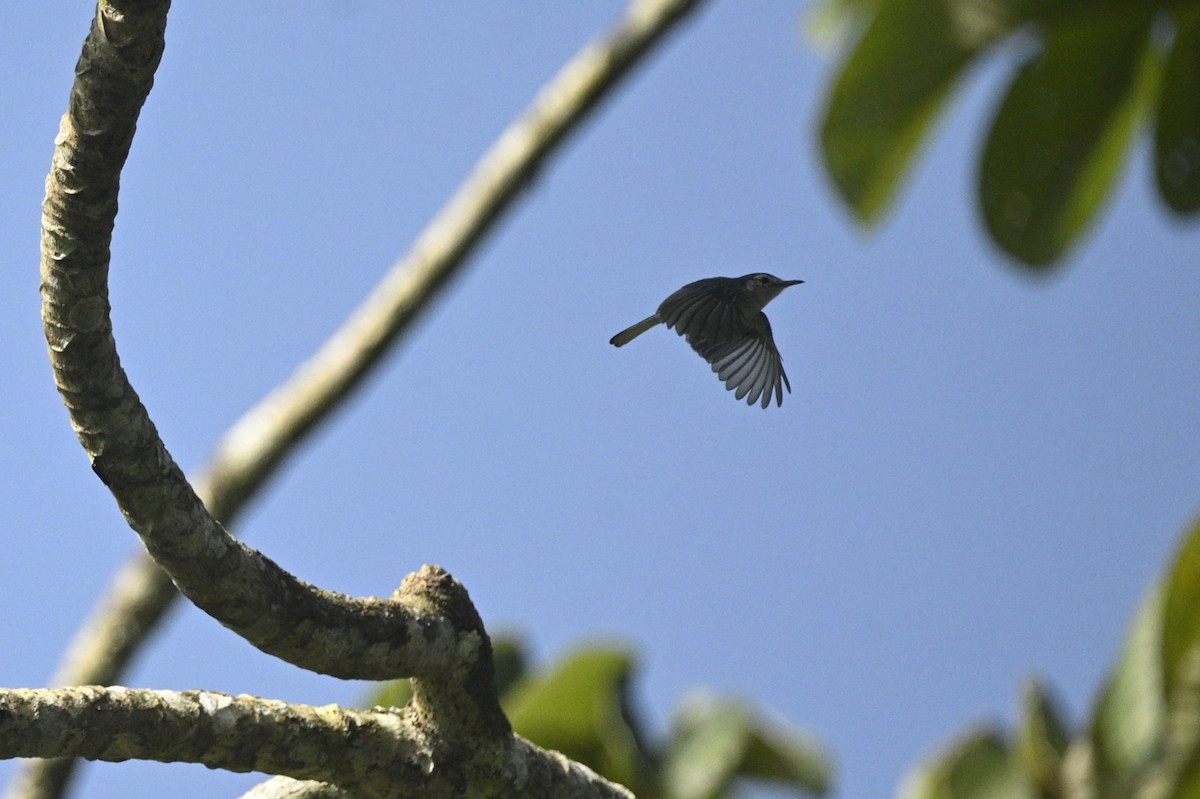 White-browed Gnatcatcher - ML646292098