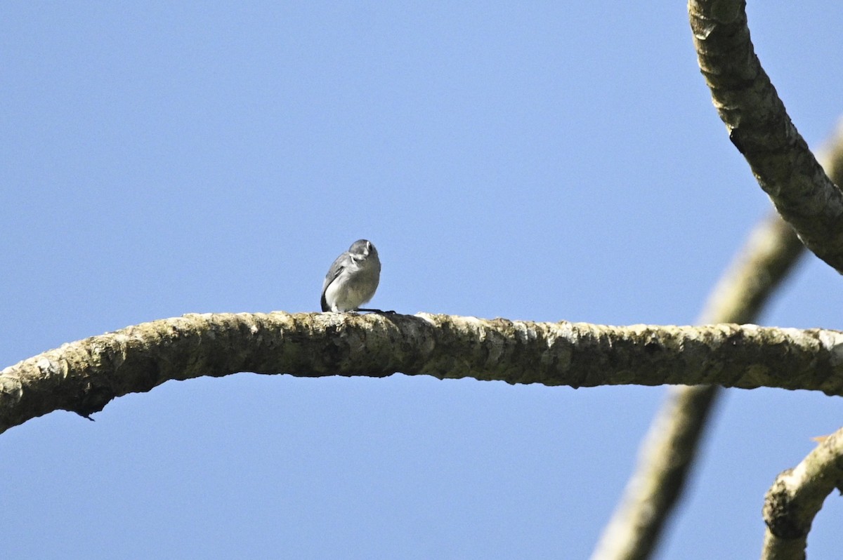 White-browed Gnatcatcher - ML646292099
