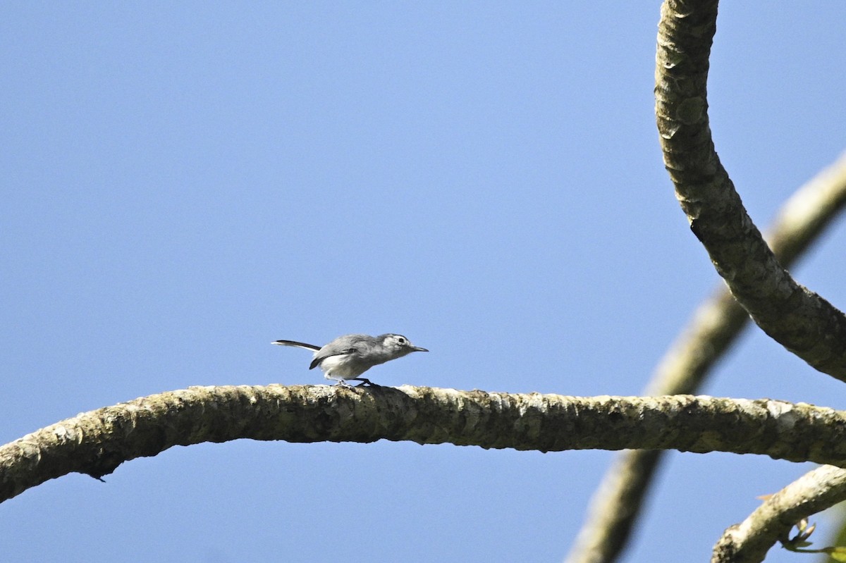White-browed Gnatcatcher - ML646292100