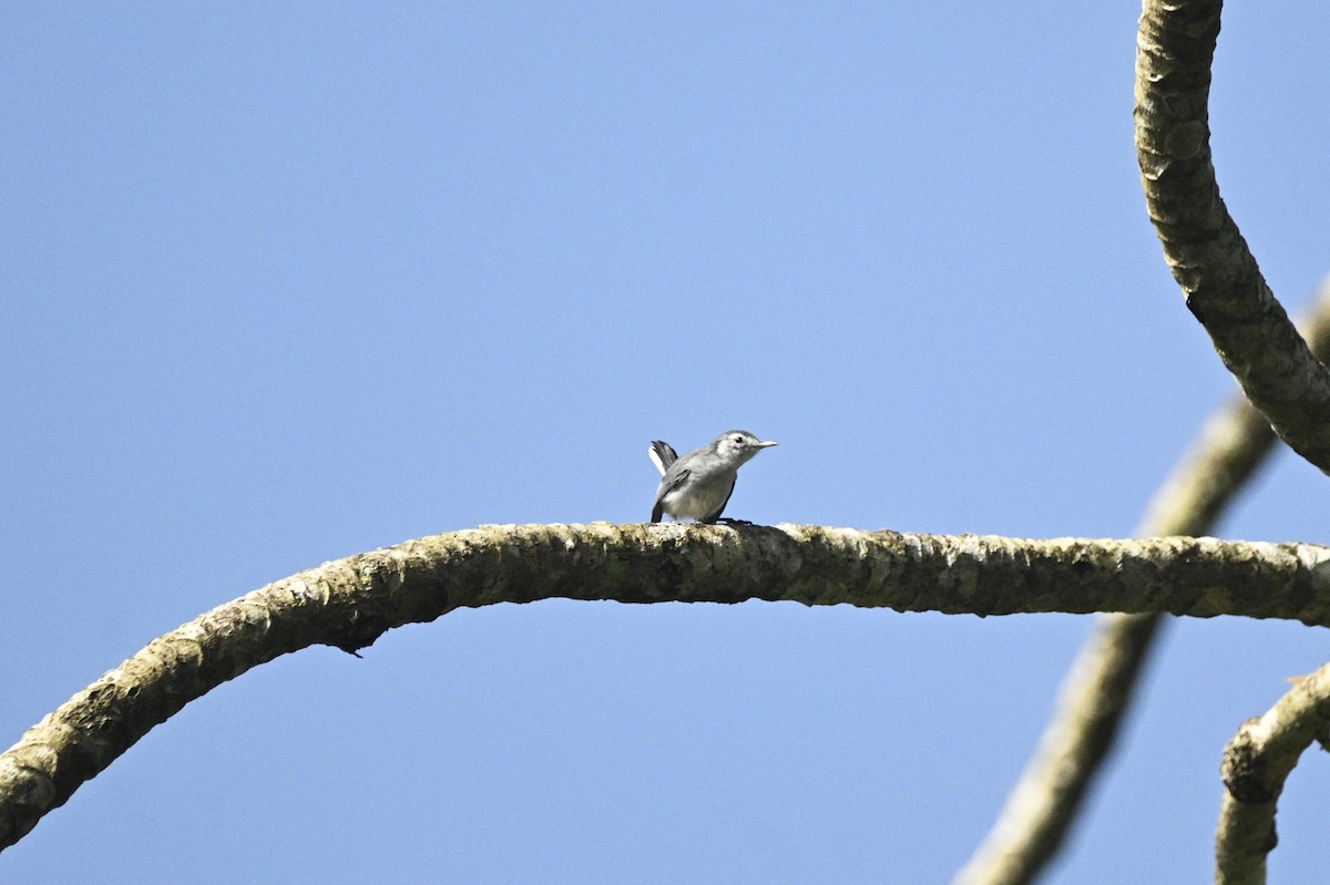 White-browed Gnatcatcher - ML646292101