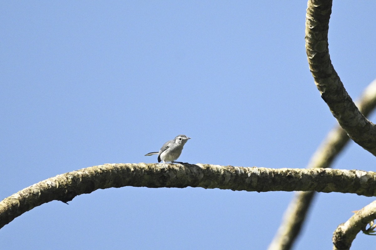 White-browed Gnatcatcher - ML646292102