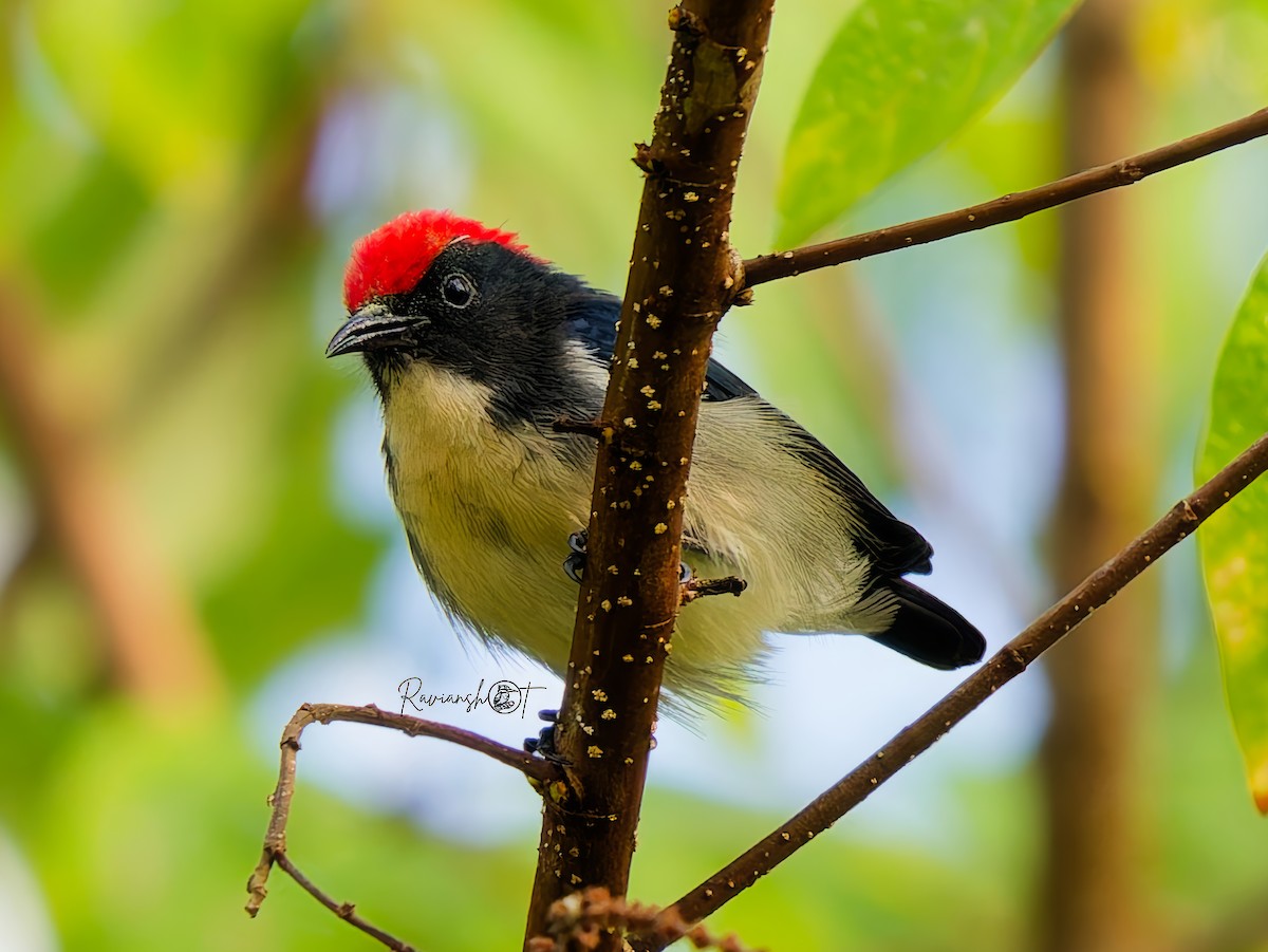 Scarlet-backed Flowerpecker - ML646292103