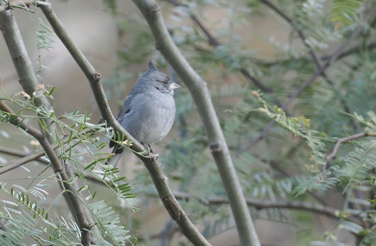 Gray-crested Finch - ML646292105