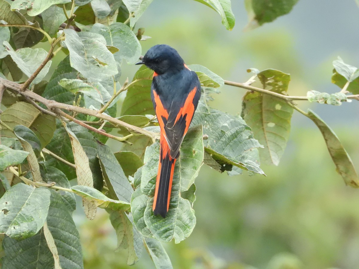 Long-tailed Minivet - ML646292106