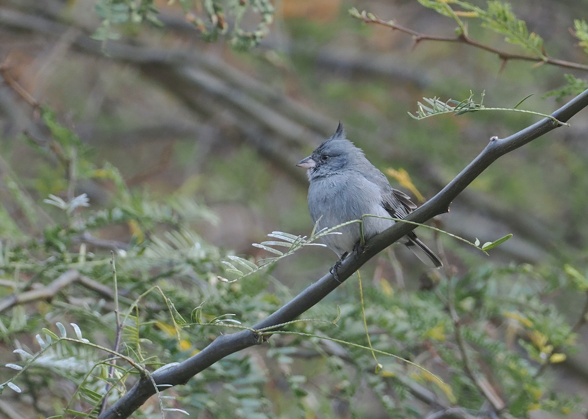 Gray-crested Finch - ML646292107