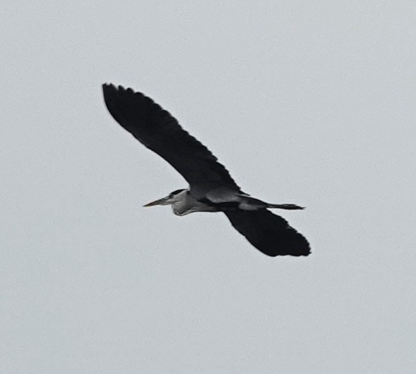 Gray Heron - ML646292109