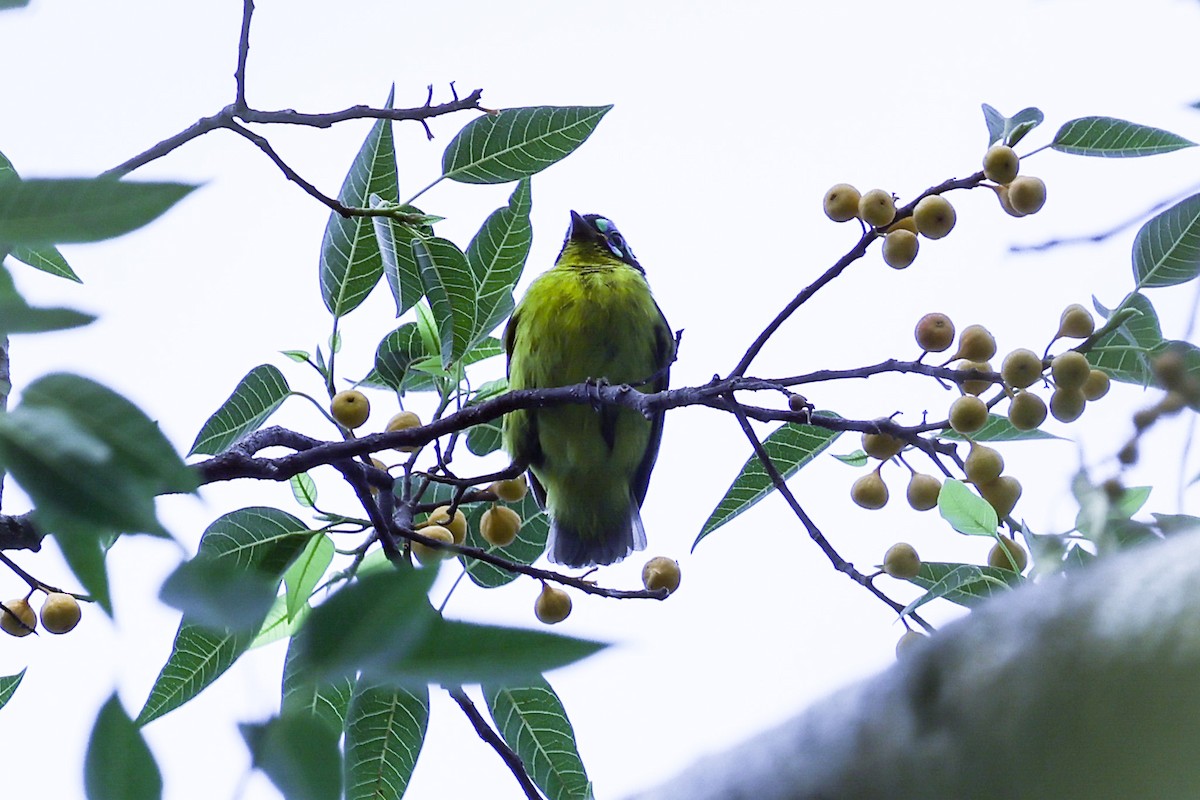 Schlegel's Asity - ML646292110