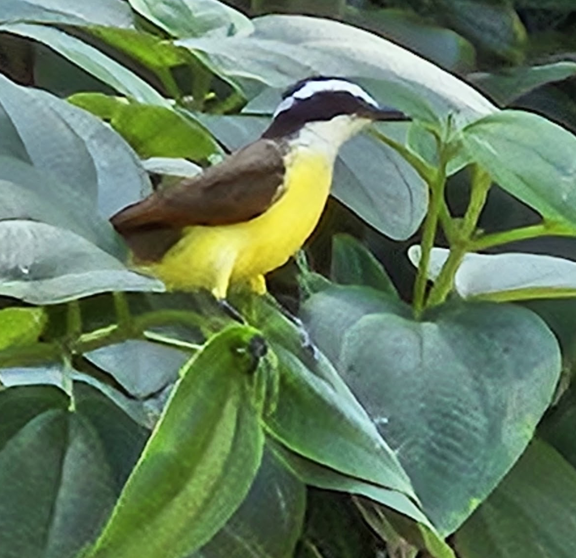Great Kiskadee - ML646292111