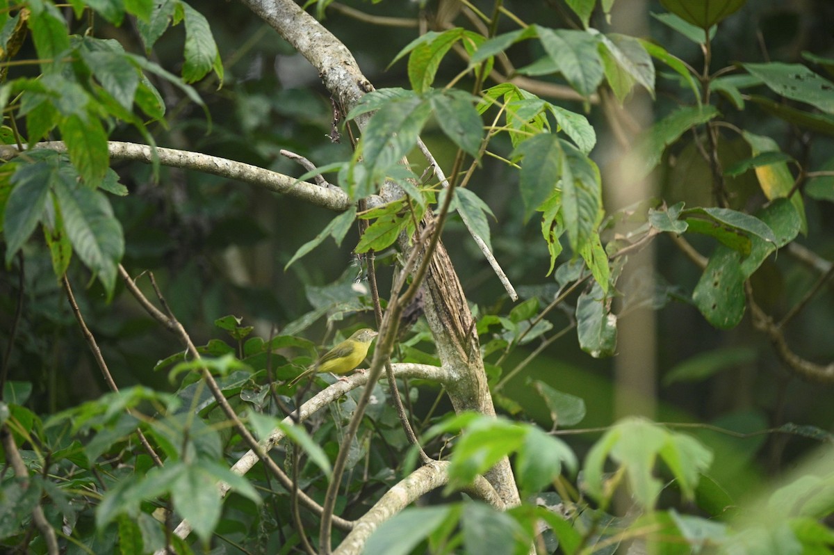 Northern Yellow Warbler - ML646292112