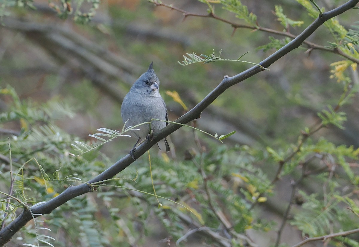 Gray-crested Finch - ML646292113