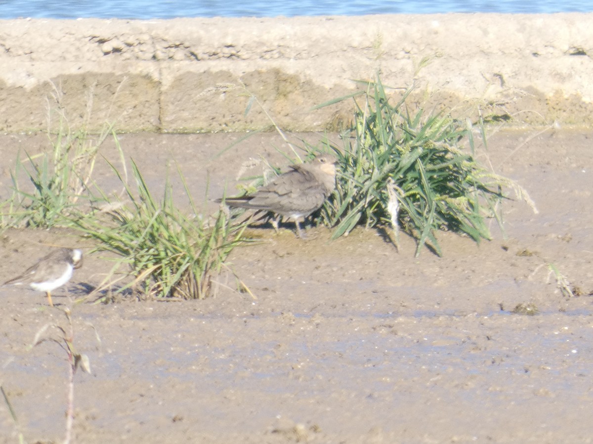 Collared Pratincole - ML646292114