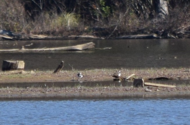 Killdeer - ML646292115