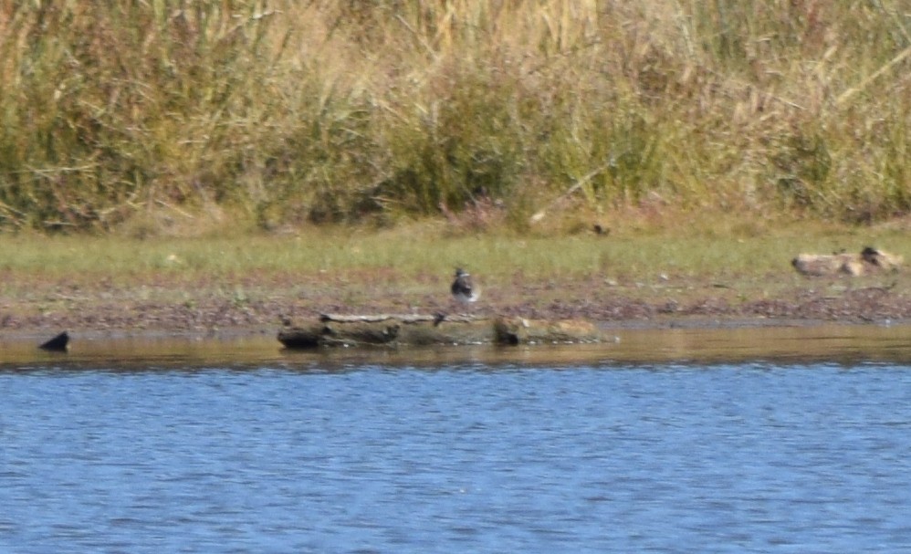 Killdeer - ML646292116