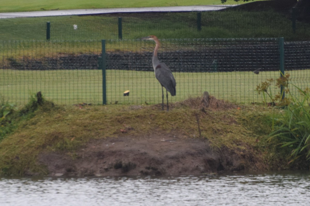 Goliath Heron - ML646292117