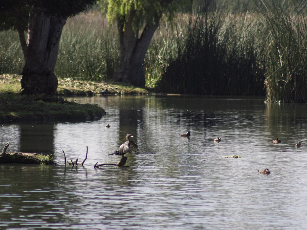 Neotropic Cormorant - ML646292119