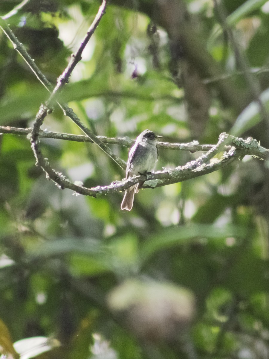 Mountain Elaenia - ML646292121