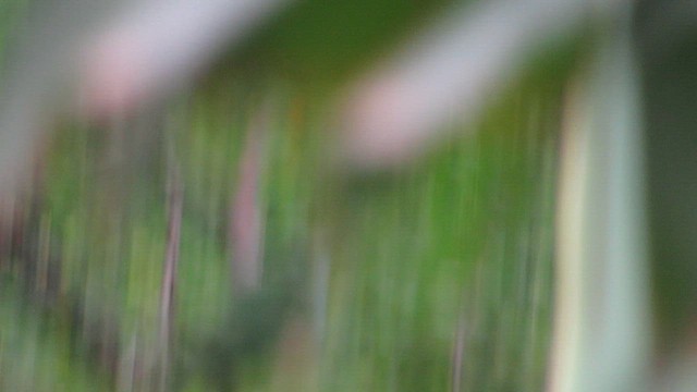 Abejaruco Barbiazul - ML646292123