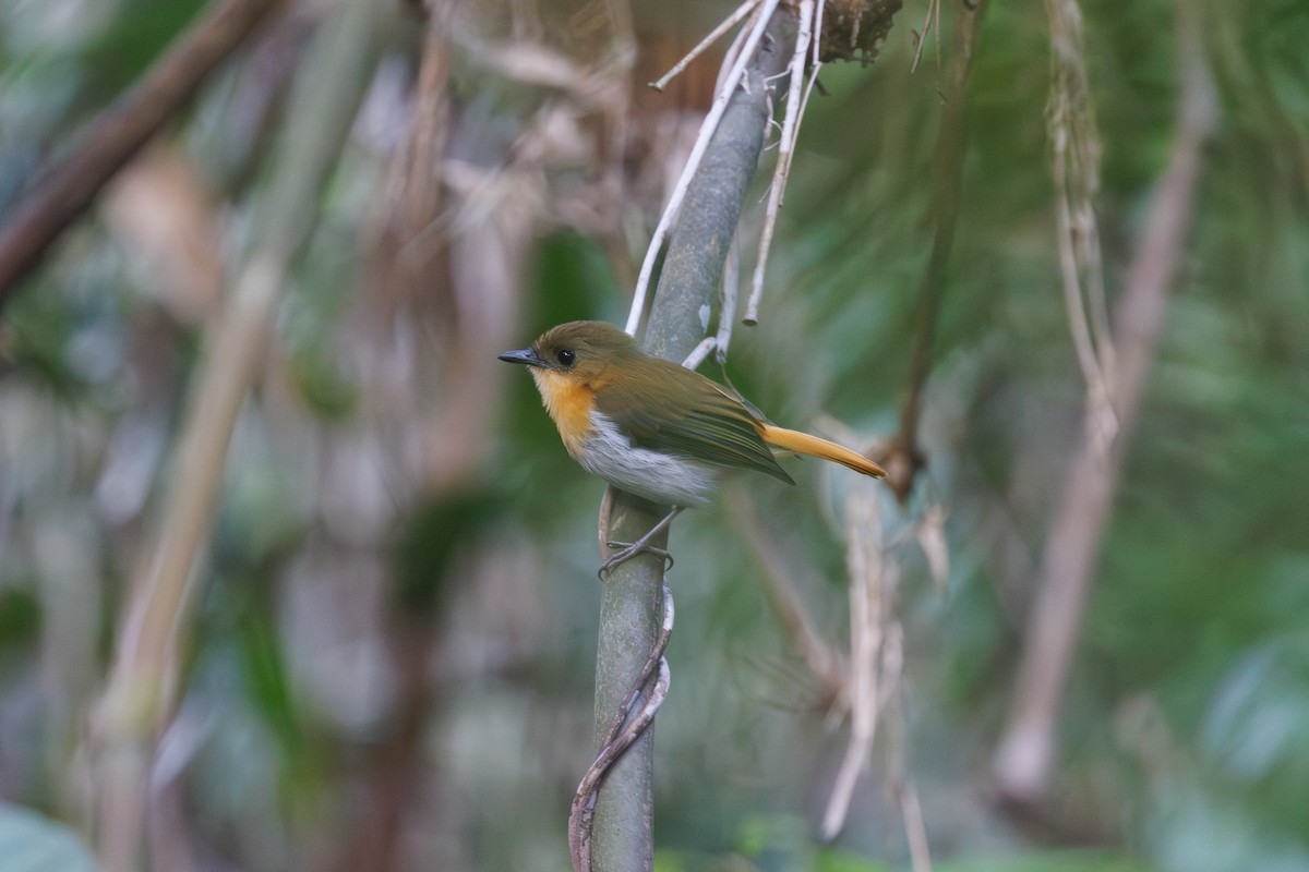 Palawan Flycatcher - ML646292125