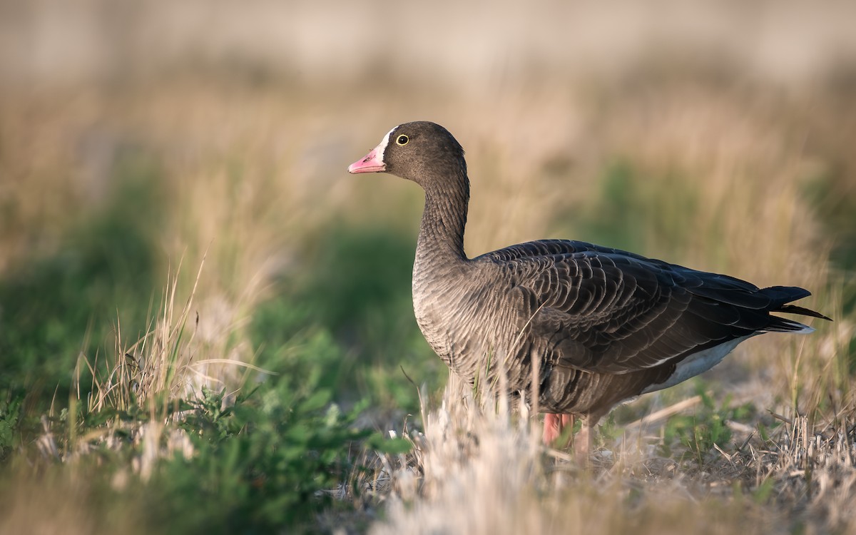 Küçük Sakarca - ML646292129