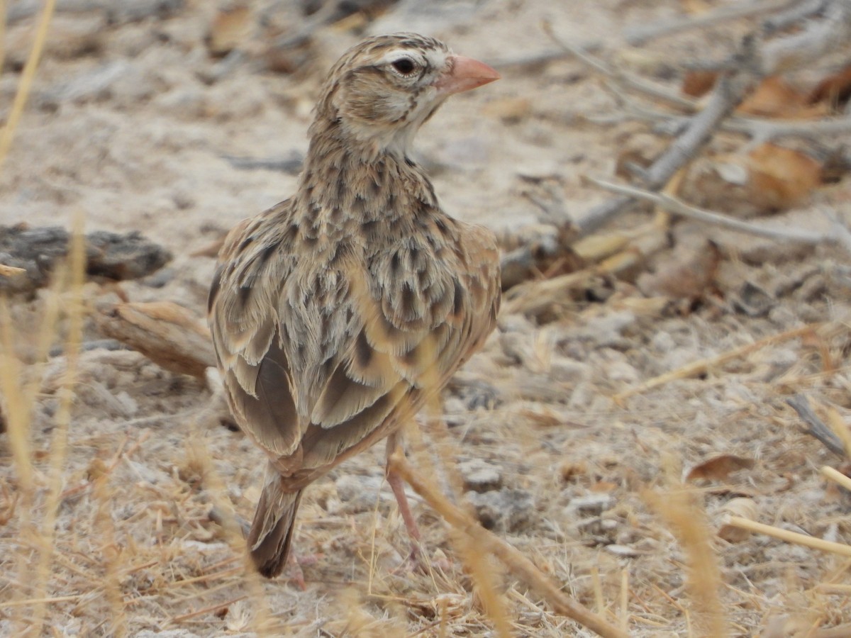 Pink-billed Lark - ML646292144