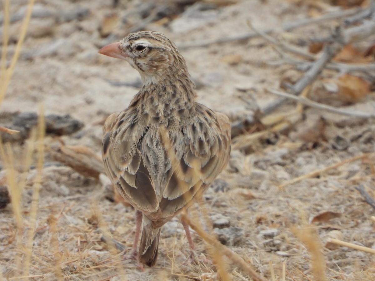 Pink-billed Lark - ML646292145