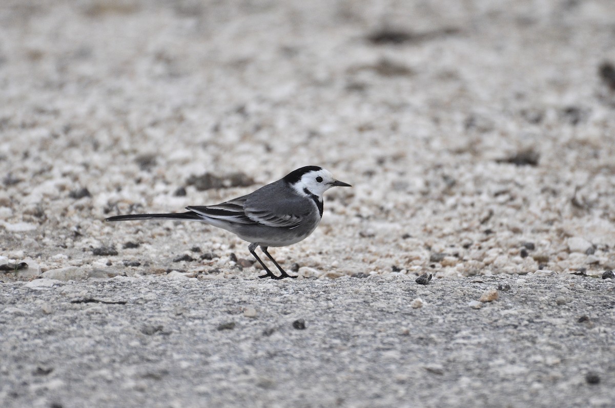 Buztanikara zuria - ML646292149