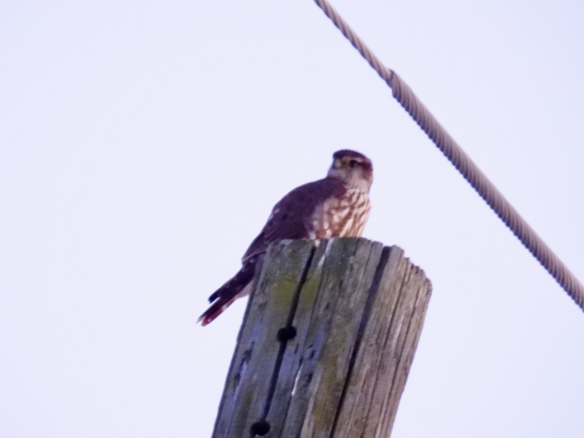 Merlin - ML646292150