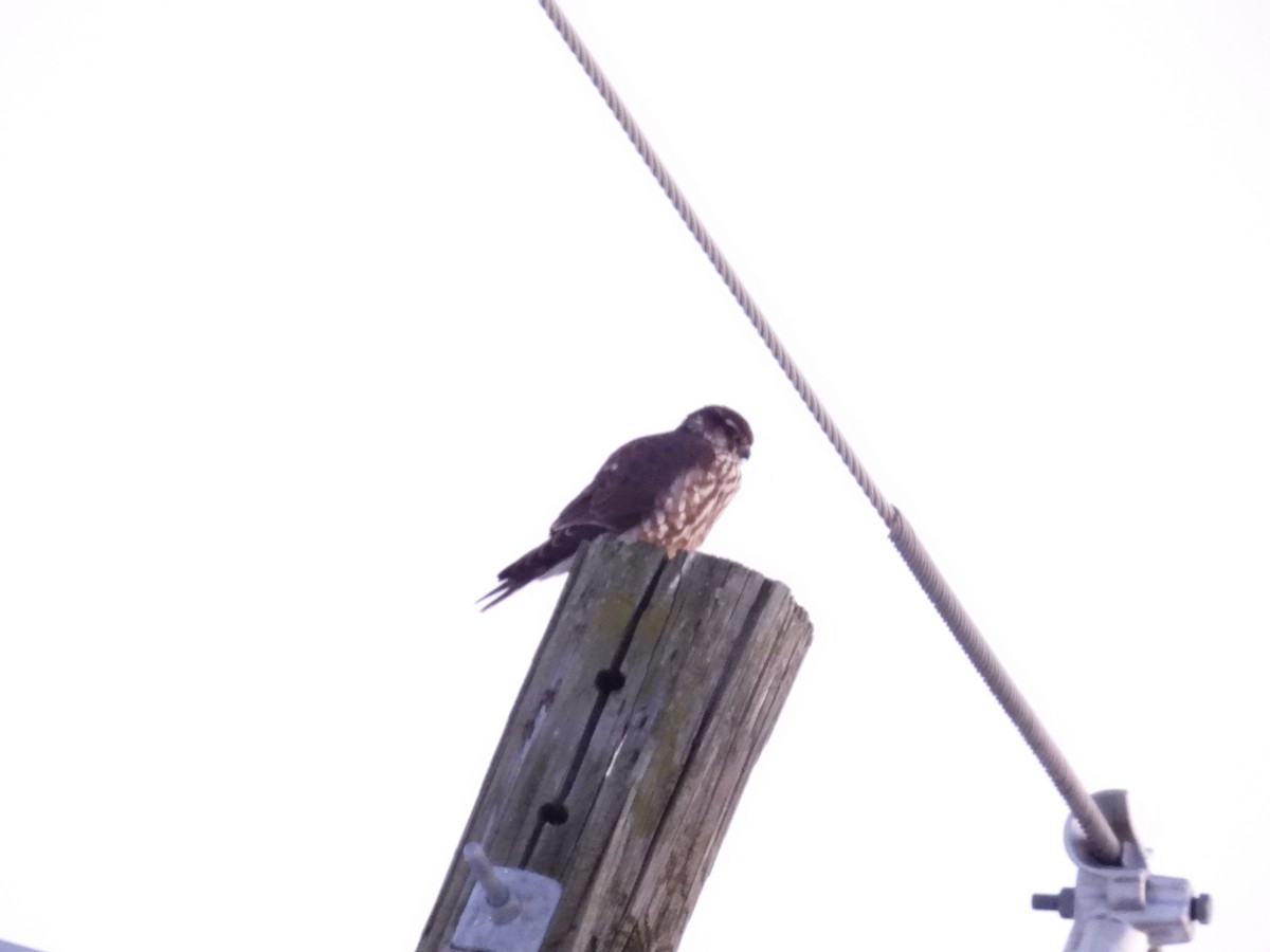 Merlin - ML646292151