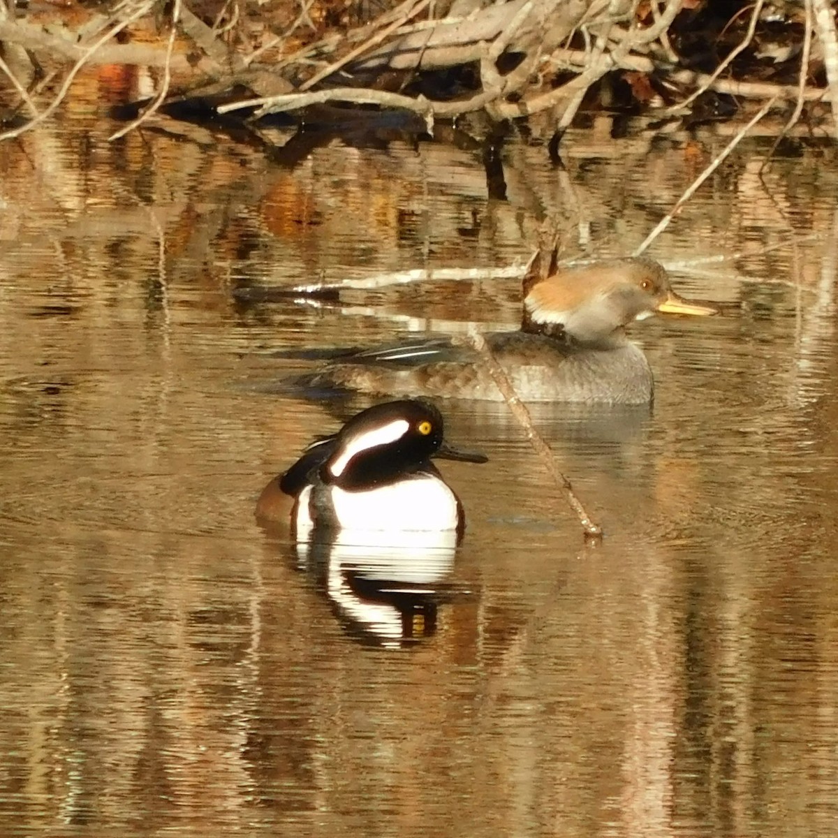 Hooded Merganser - ML646292152