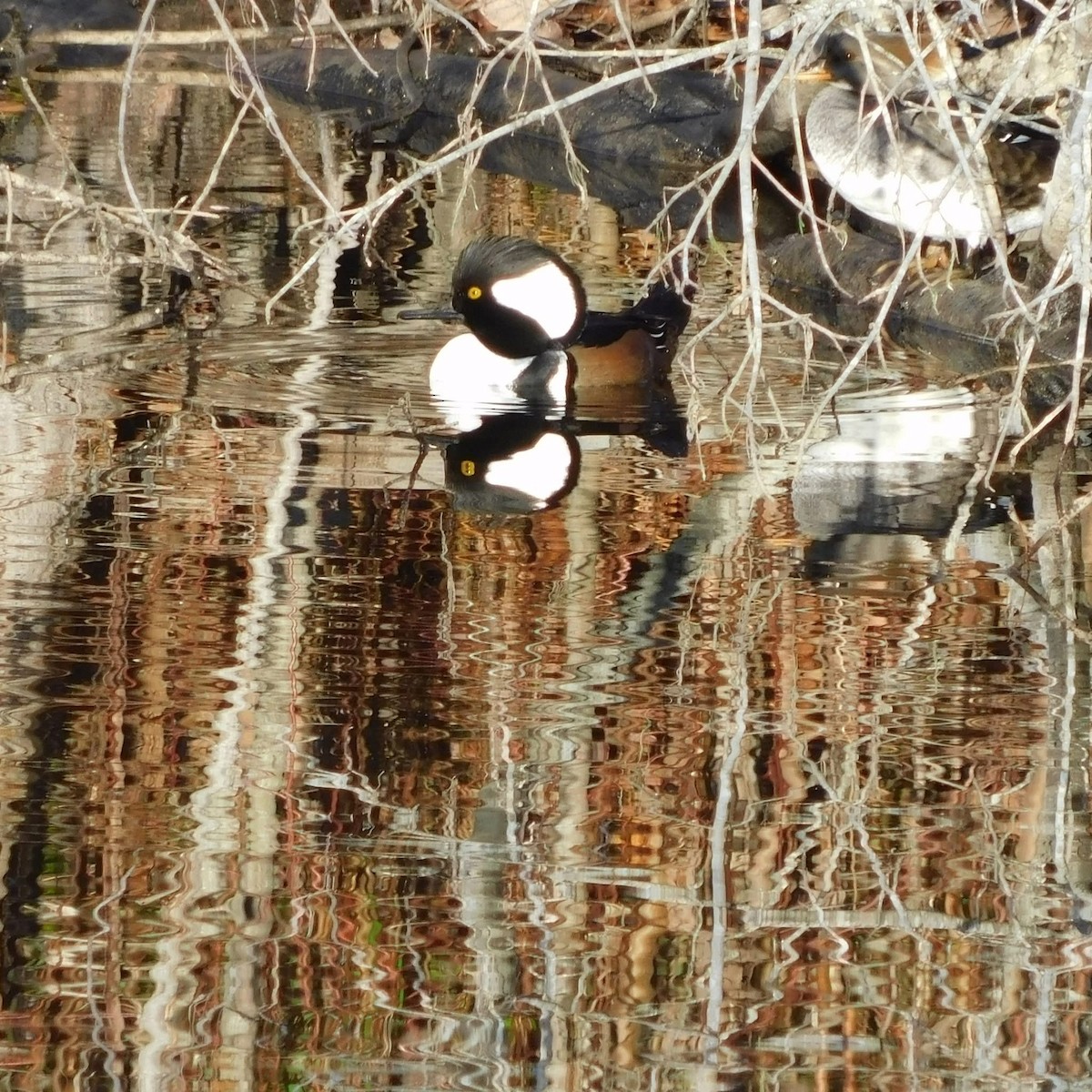 Zerra buruhandia - ML646292153