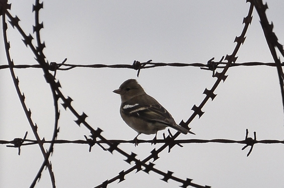 Txonta arrunta - ML646292154