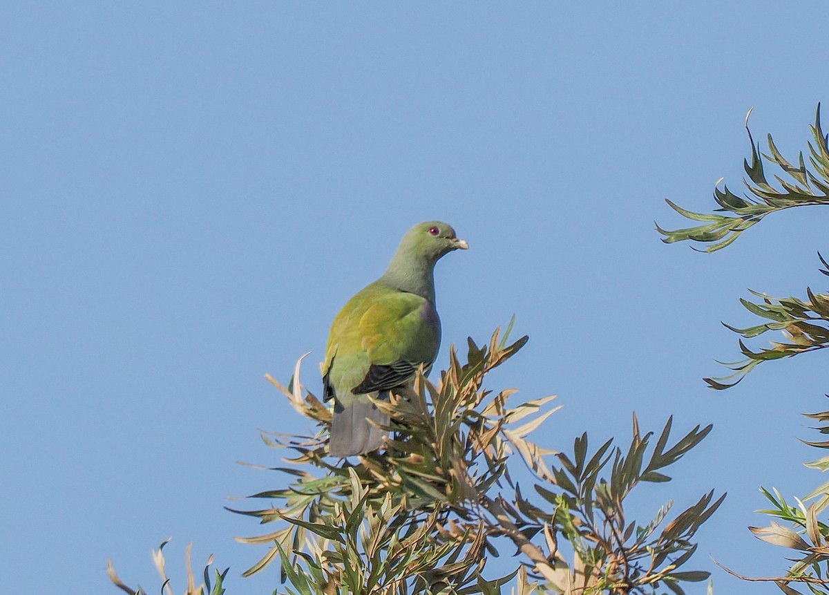 Bruce's Green-Pigeon - ML646292155